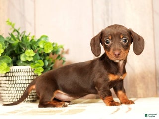 Miniature Dachshund dogs Mia - Ad 30