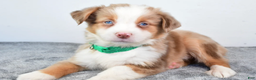 Miniature Australian Shepherd dogs for sale: Ava - Ad 7