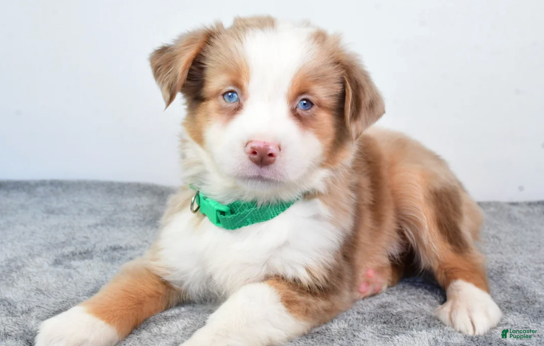 Miniature Australian Shepherd dogs for sale: Ava - Ad 7