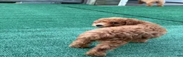 Toy Poodle dogs for sale: Tina - Ad 6