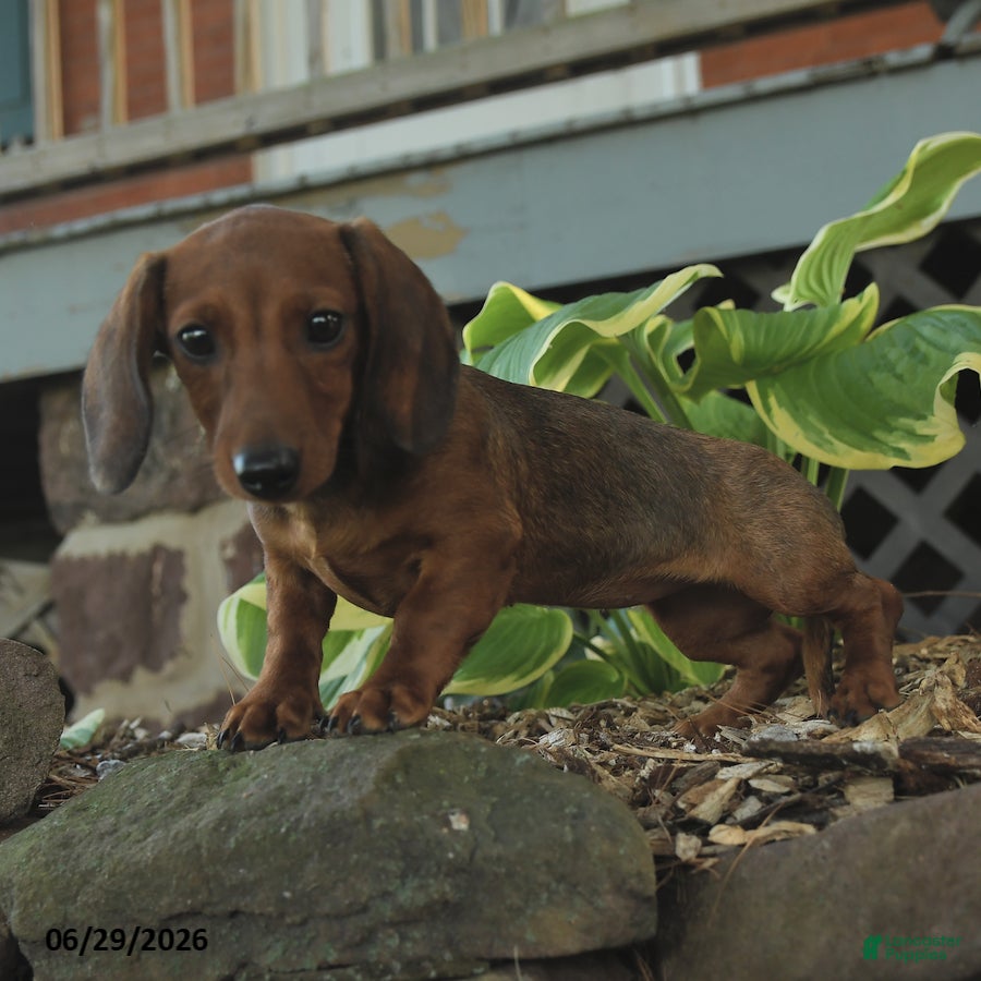 Miniature Dachshund dogs Fable - Ad 1