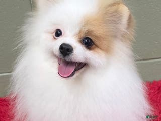 Pomeranian dogs Pomeranian Puppy 1 - Ad 7