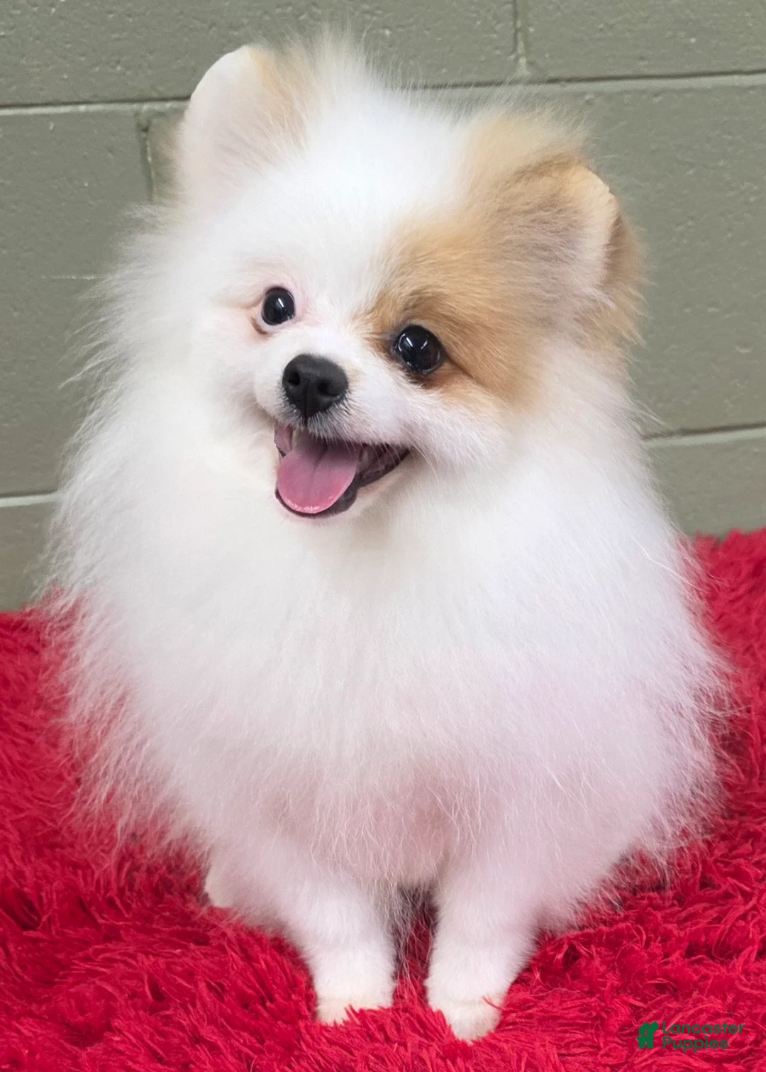 Pomeranian dogs for sale: Pomeranian Puppy 1 - Ad 1