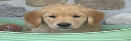 Golden Retriever dogs for sale: Rover - Ad 3