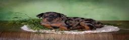 Mixed Breed dogs for sale: Marley - Ad 4