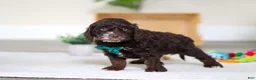 Cockapoo dogs for sale: Theo - Ad 3