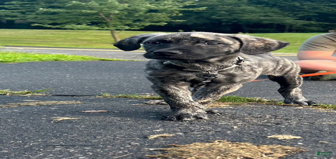 Gallery Image {{count}}