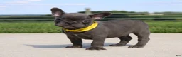 French Bulldog dogs for sale: Bryce - Ad 3