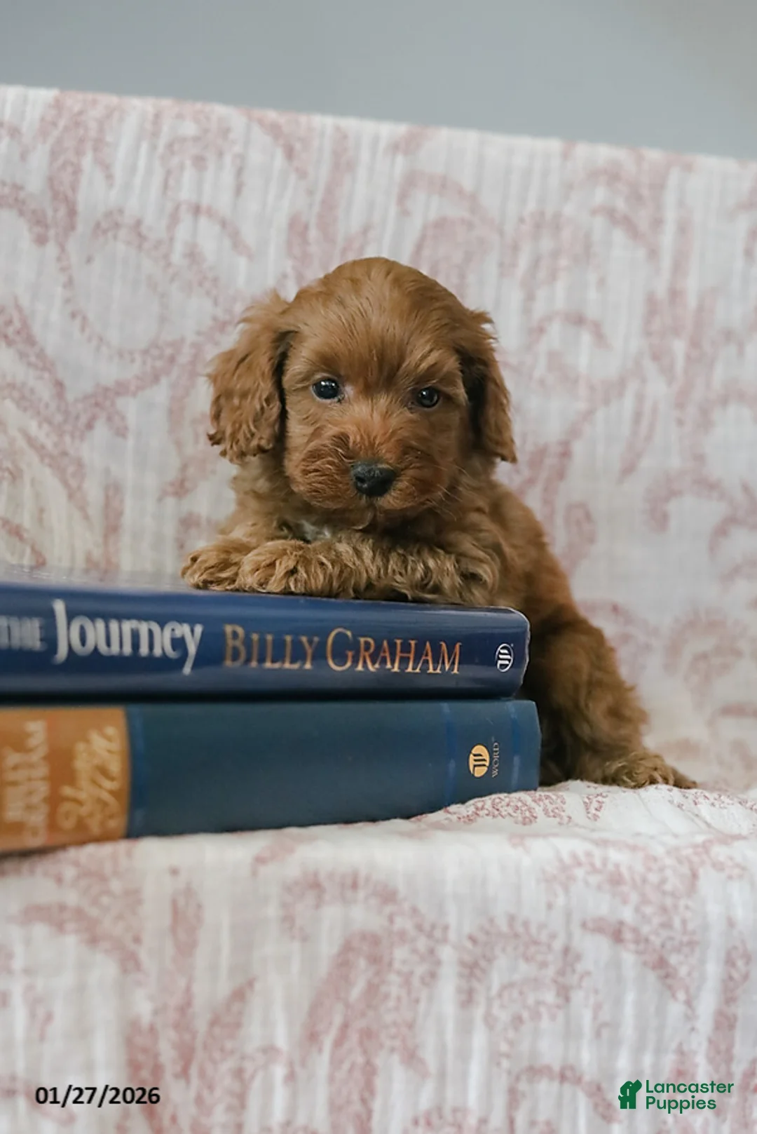 Cockapoo dogs for sale: Johnny - Ad 4