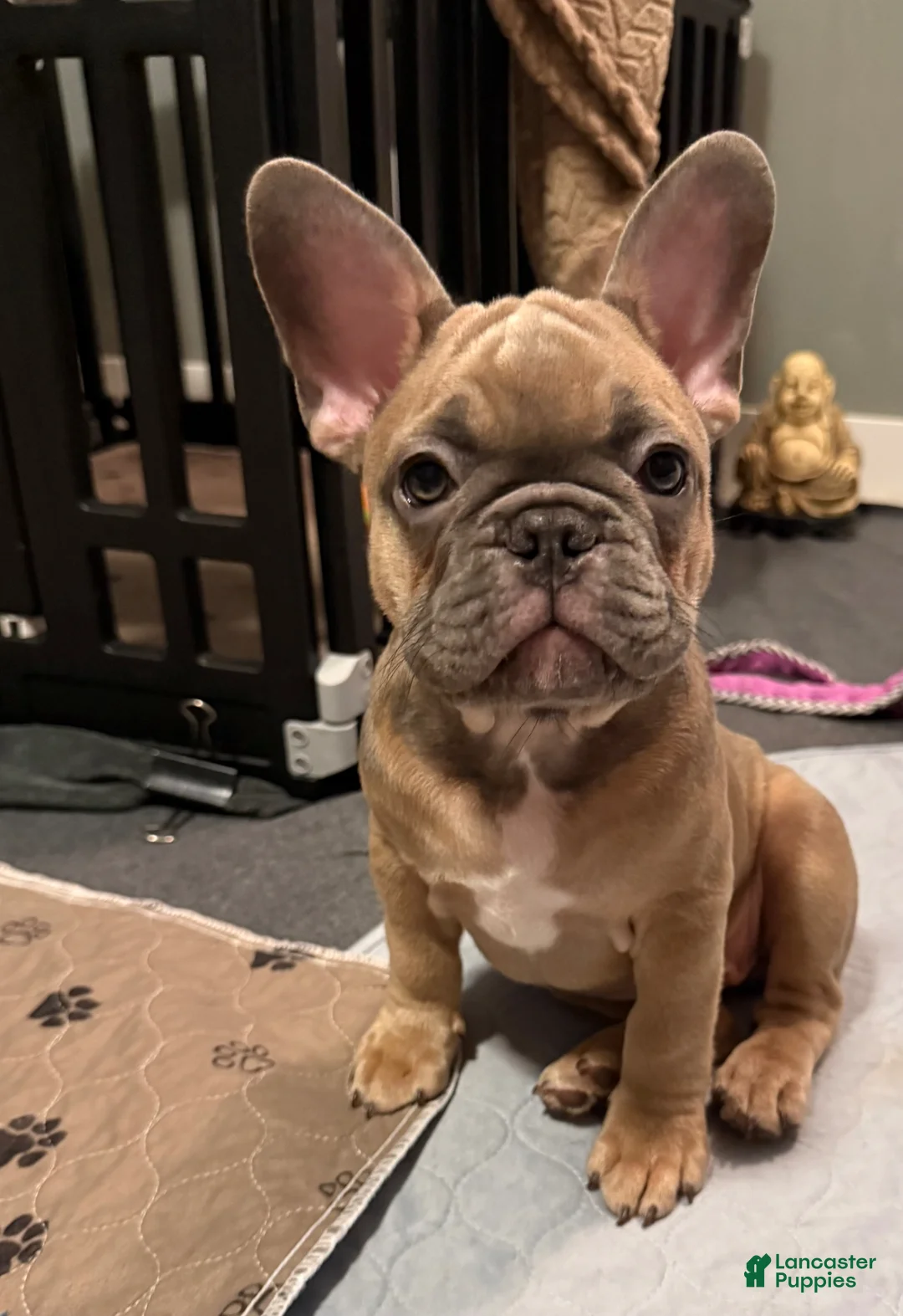 French Bulldog dogs for sale: Gonzo - Ad 2