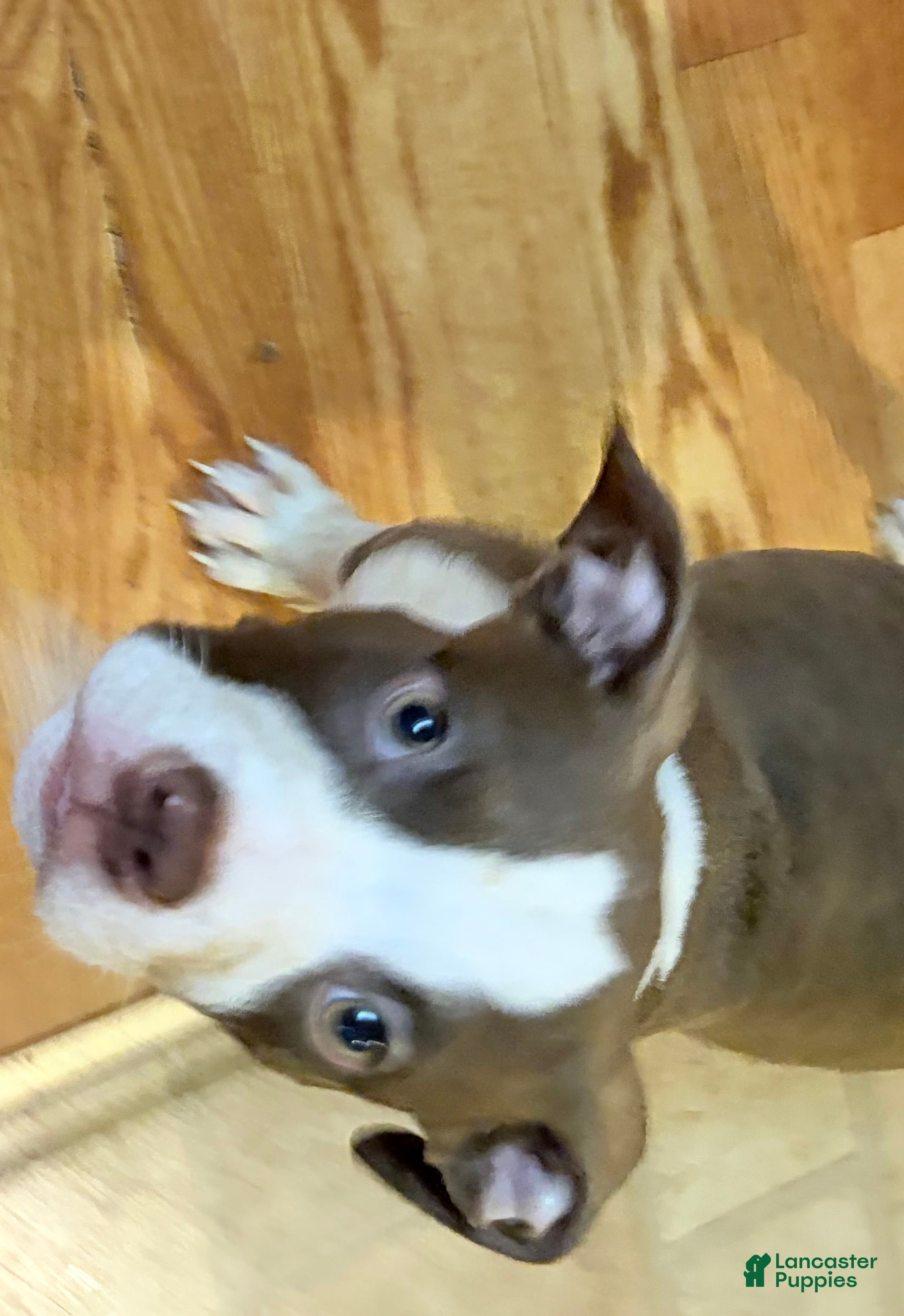 American Bully dogs American Bully Puppy 1 - Ad 41