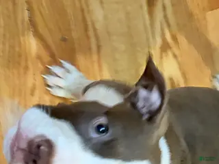 American Bully dogs American Bully Puppy 1 - Ad 41