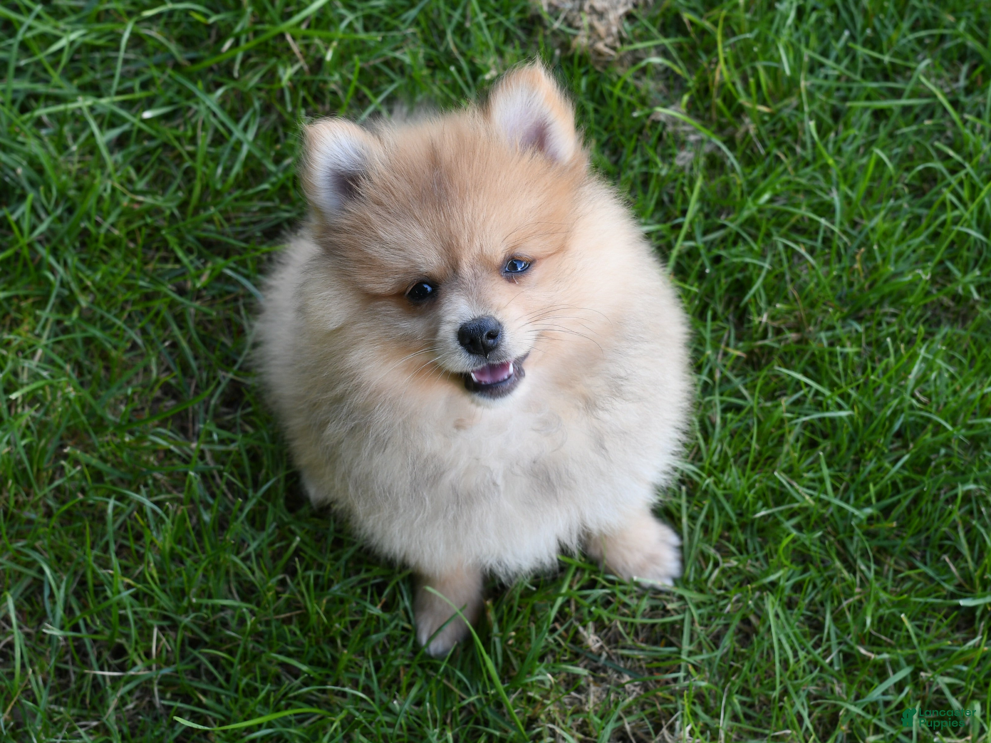 Pomeranian dogs Jinger - Ad 2