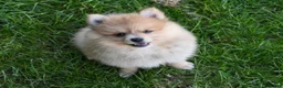 Pomeranian dogs for sale: Jinger - Ad 2
