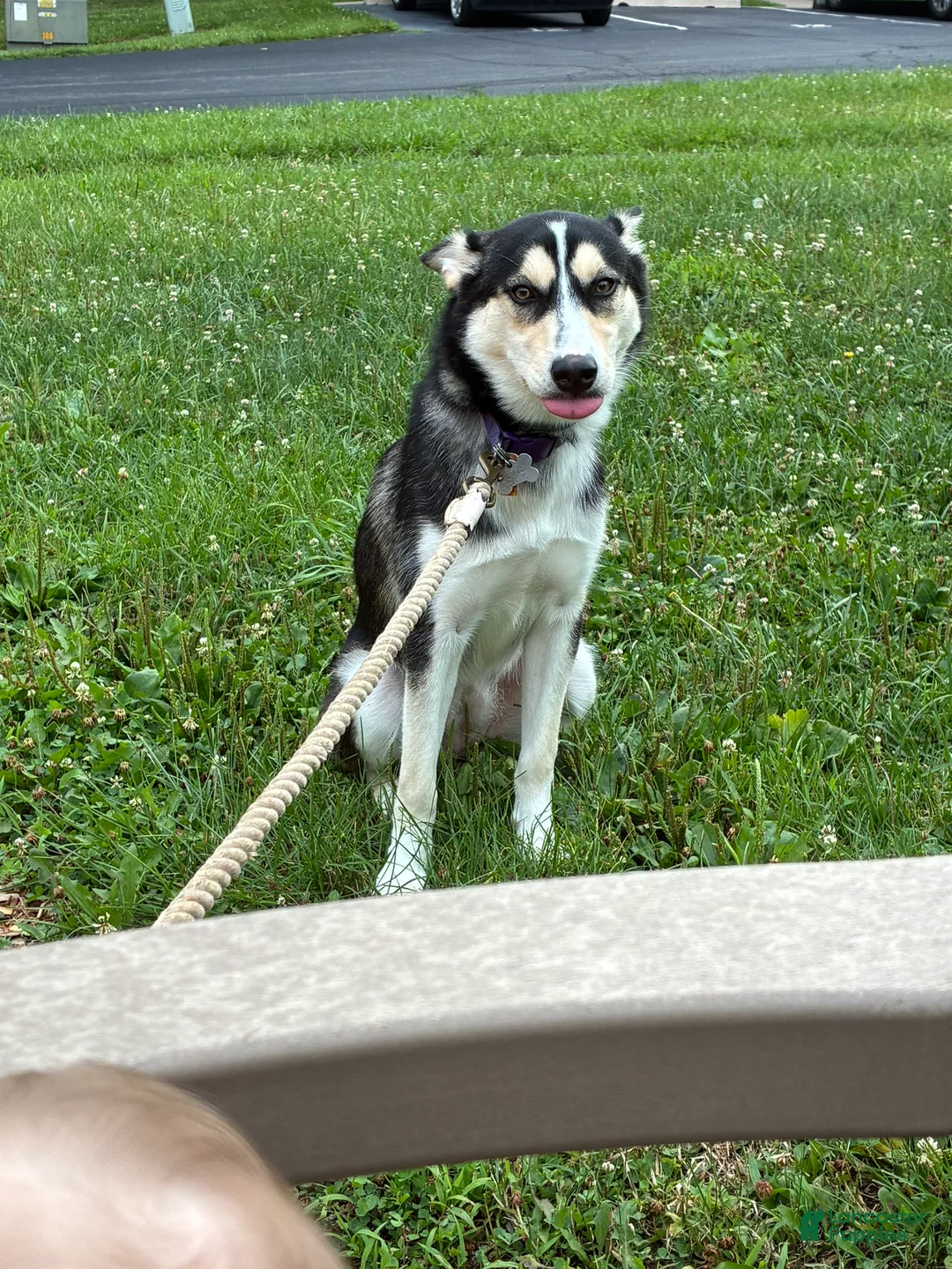 Mixed Breed dogs for sale: Everest - Ad 4