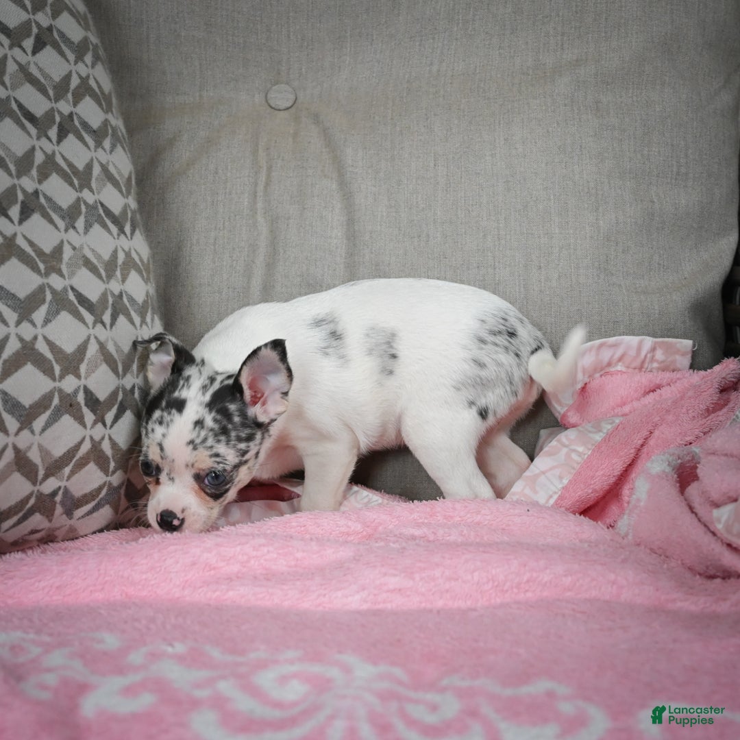 Chihuahua dogs for sale: Bella - Ad 15