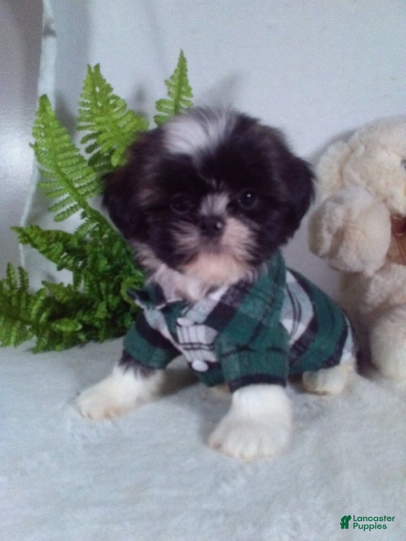 Shih Tzu dogs Chief  - Ad 1