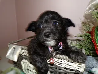 Pomapoo dogs Pomapoo Puppy 1 Kayanna - Ad 28