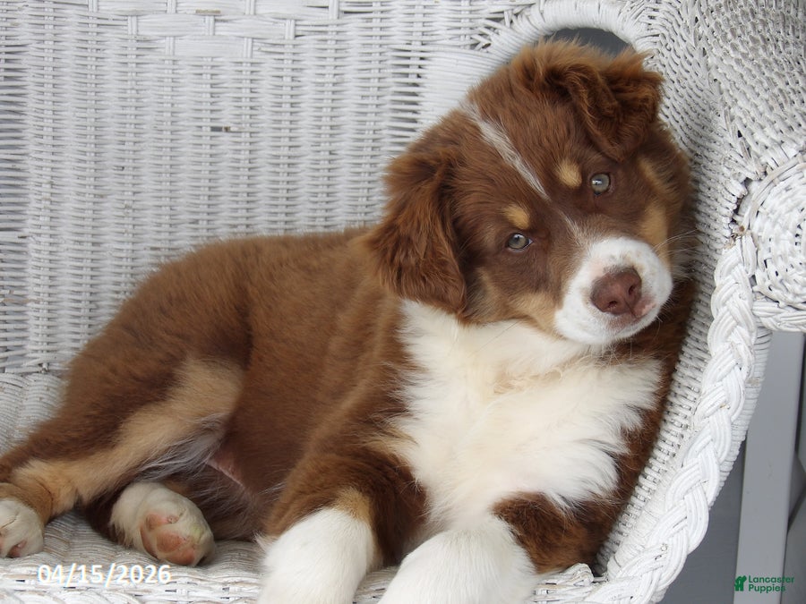 Australian Shepherd dogs Tinker - Ad 2