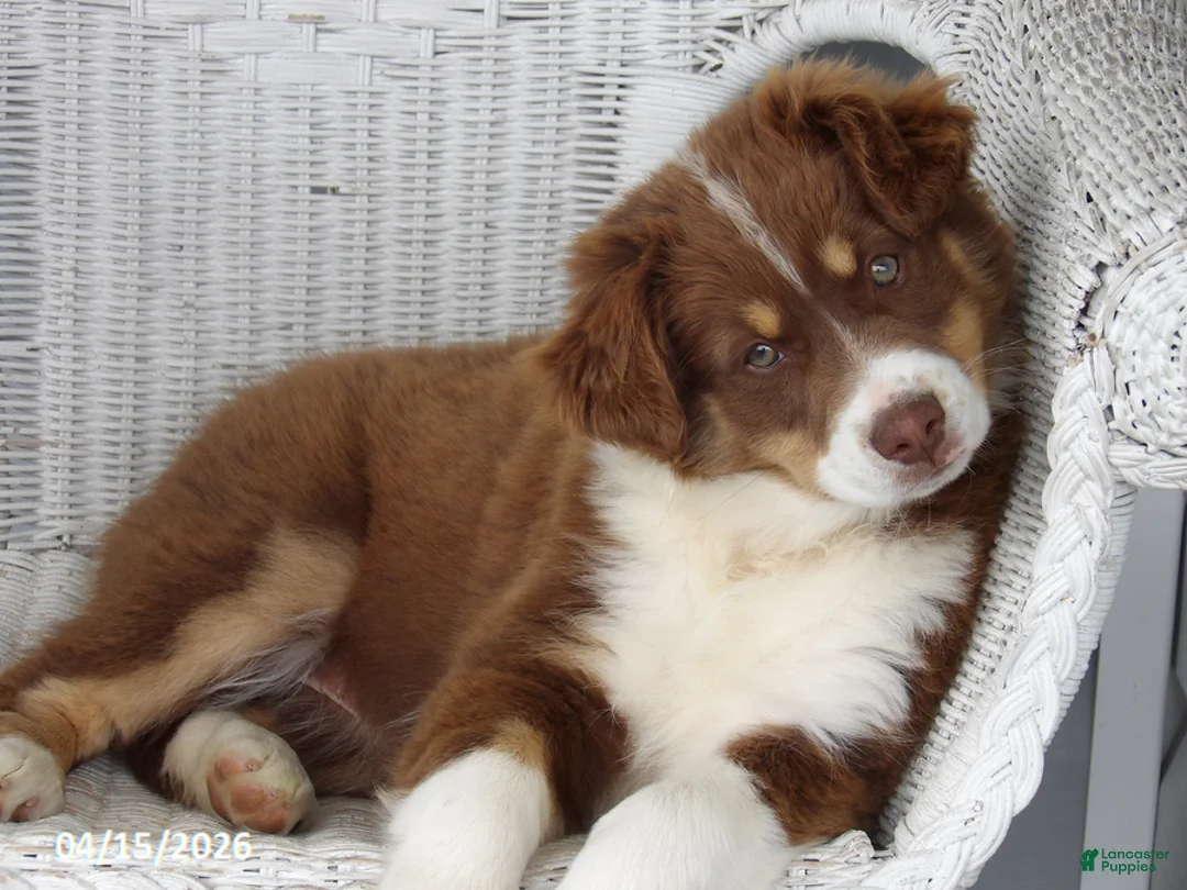 Australian Shepherd dogs for sale: Tinker - Ad 2
