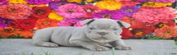 French Bulldog dogs for sale: Caroline - Ad 6
