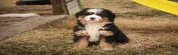 Bernedoodle dogs for sale: Pandora - Ad 9