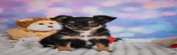 Chihuahua dogs for sale: Elvis - Ad 20