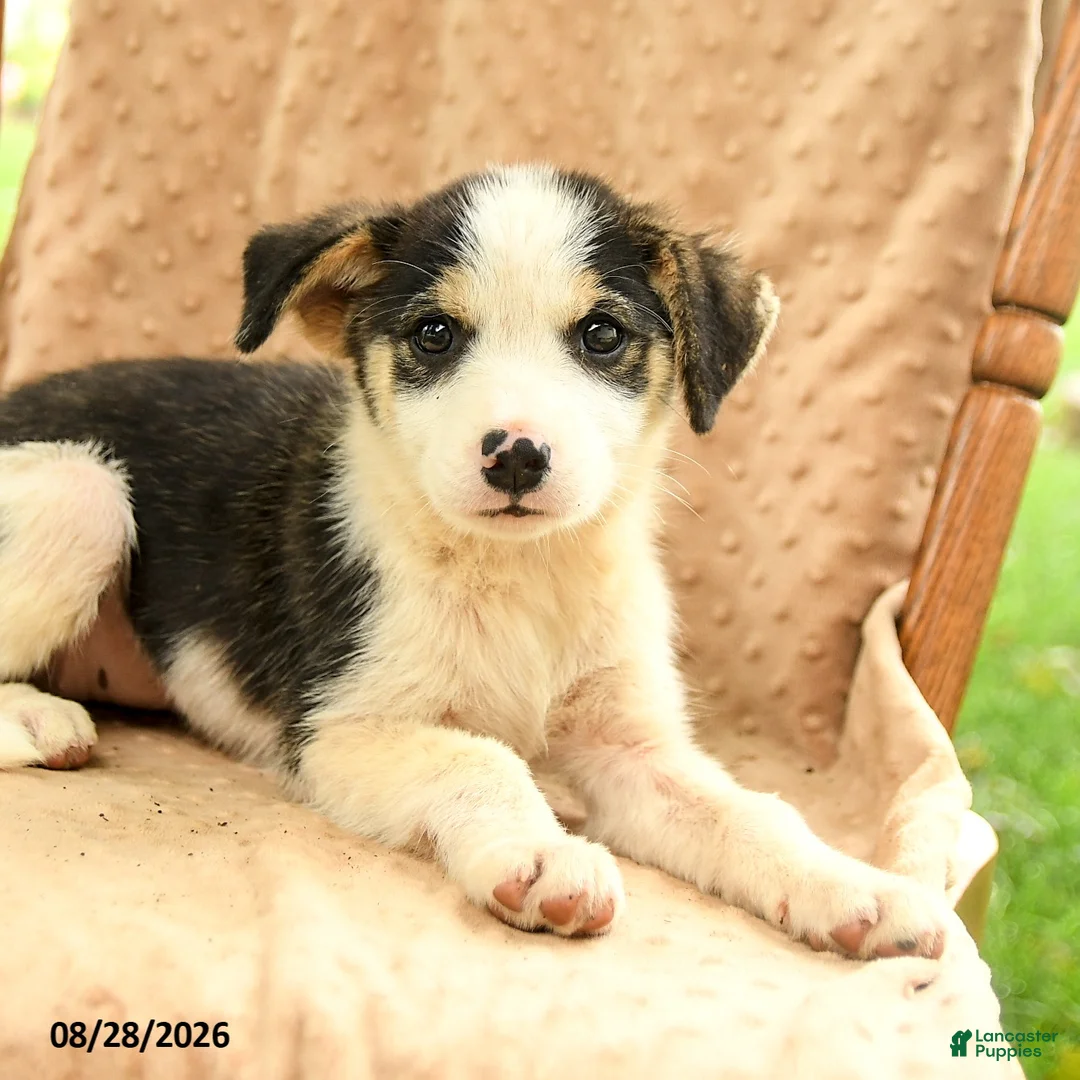 Mixed Breed dogs for sale: Fern - Ad 5