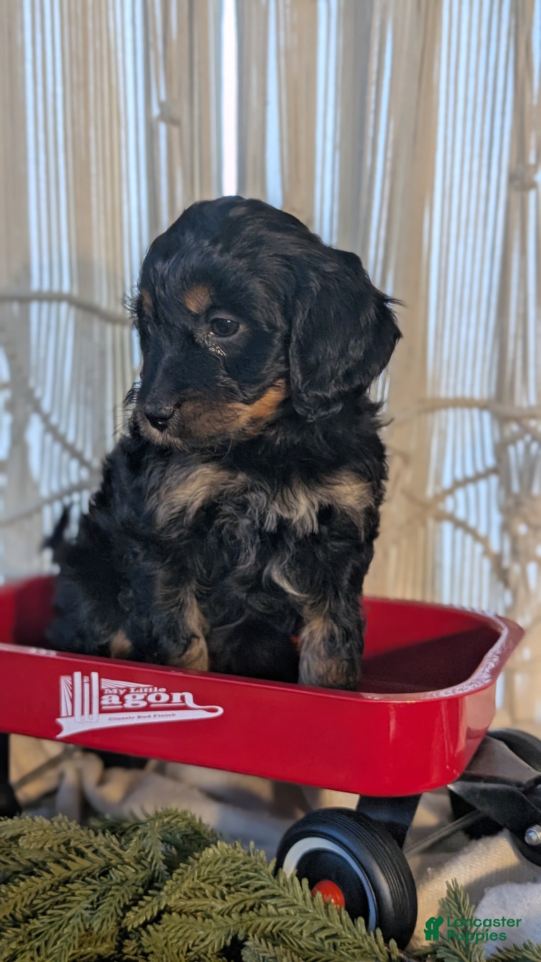 Cavapoo dogs for sale: Ace - Ad 6