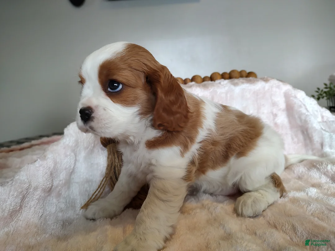 Cavalier King Charles Spaniel dogs for sale: Copper  - Ad 3