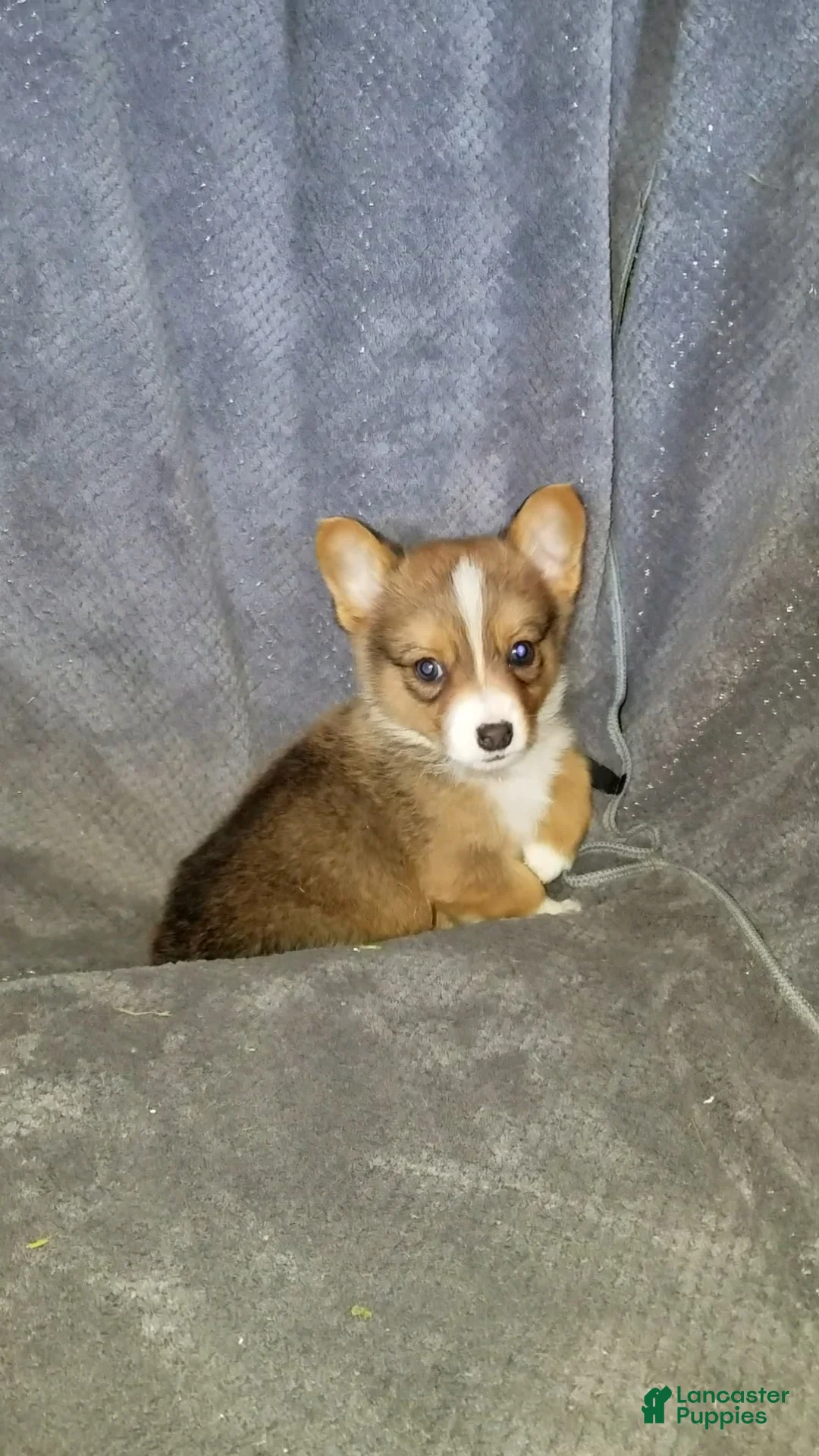 Mixed Breed dogs for sale: Archer - Ad 8