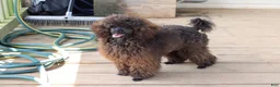 Toy Poodle dogs for sale: Barracuda (Cuda)  - Ad 3