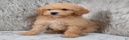 Mini Goldendoodle dogs for sale: Ivy ID: 3855 - Ad 9