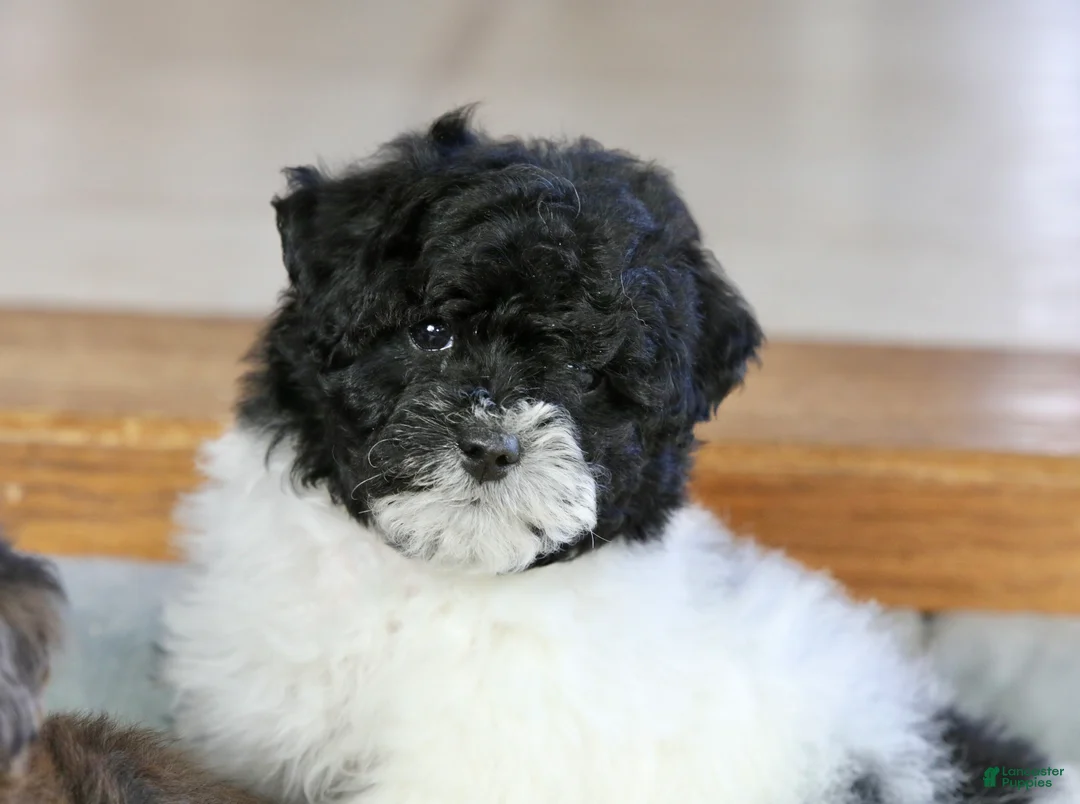 Miniature Poodle dogs for sale: Paislee - Ad 6