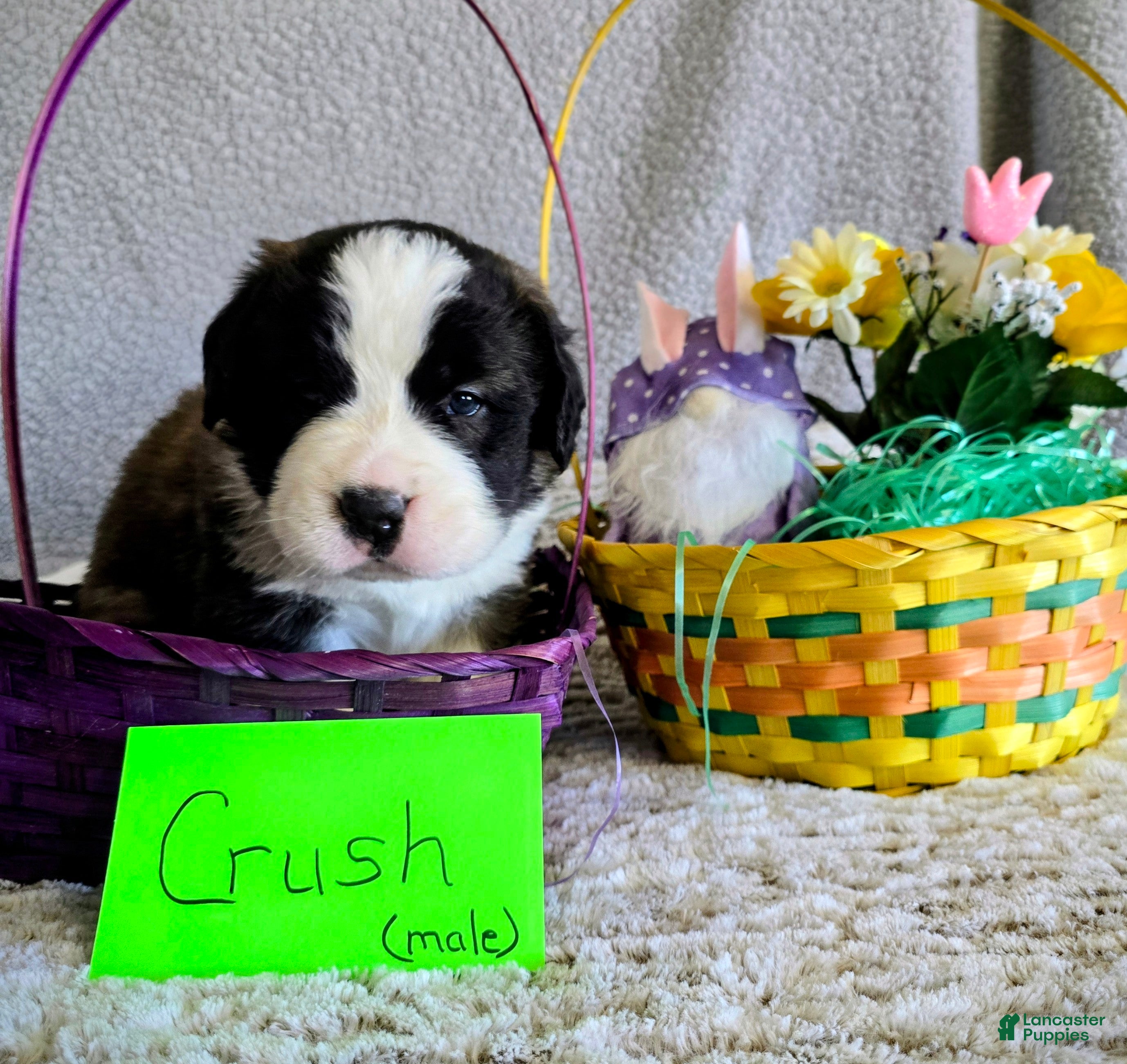 Saint Bernard dogs Orange Male - Ad 33