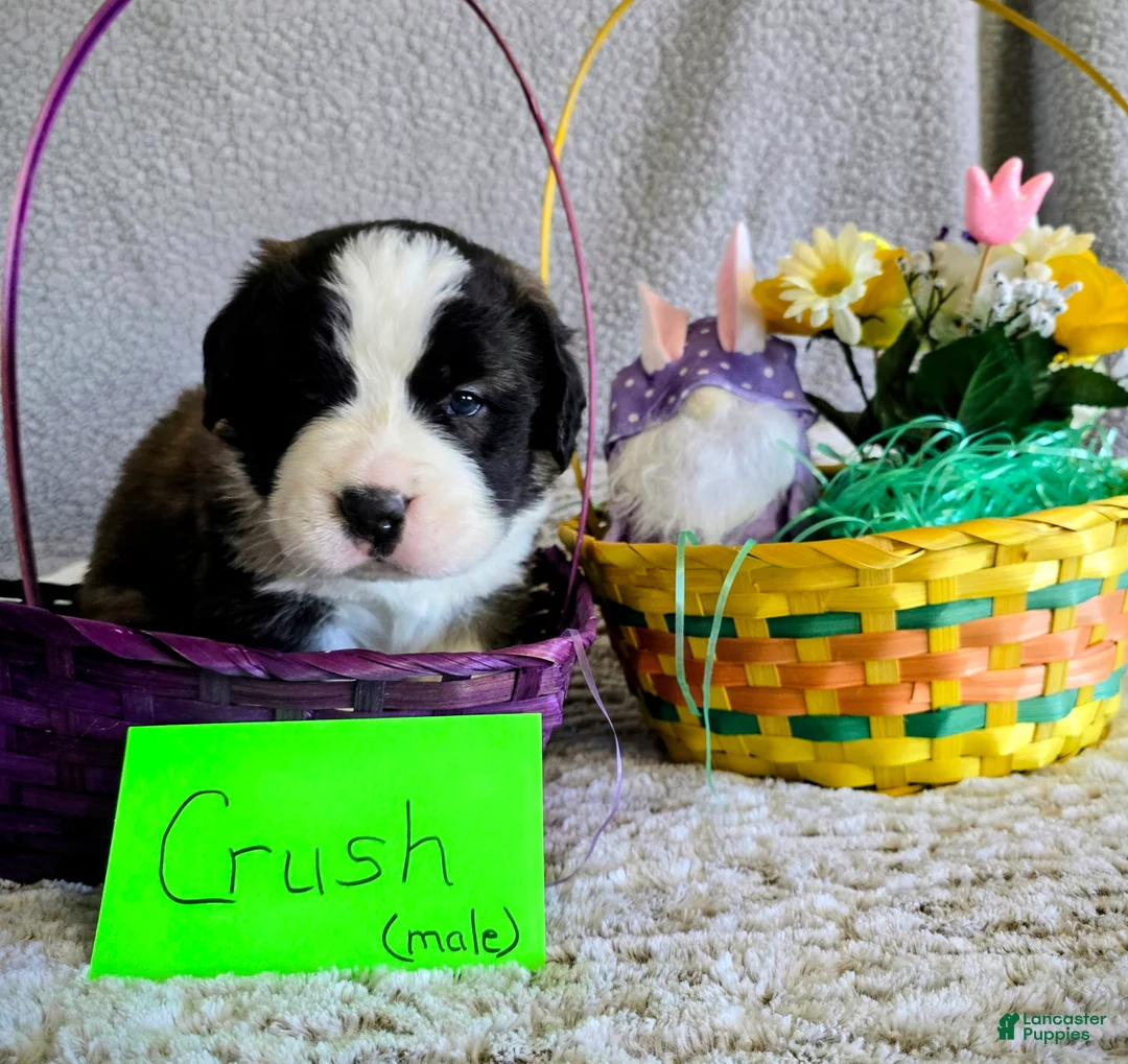 Saint Bernard dogs for sale: Orange Male - Ad 1