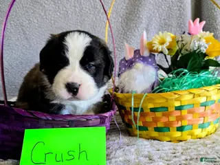 Saint Bernard dogs Orange Male - Ad 33