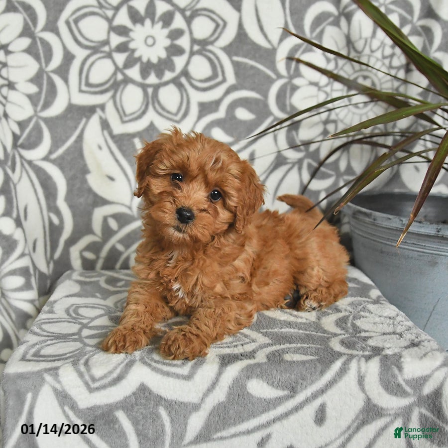 Mini Goldendoodle dogs Robin - Ad 38