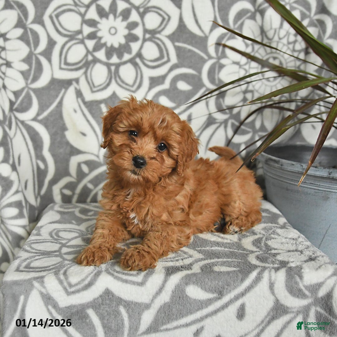 Mini Goldendoodle dogs for sale: Robin - Ad 5