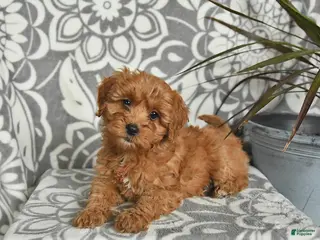 Mini Goldendoodle dogs Robin - Ad 38