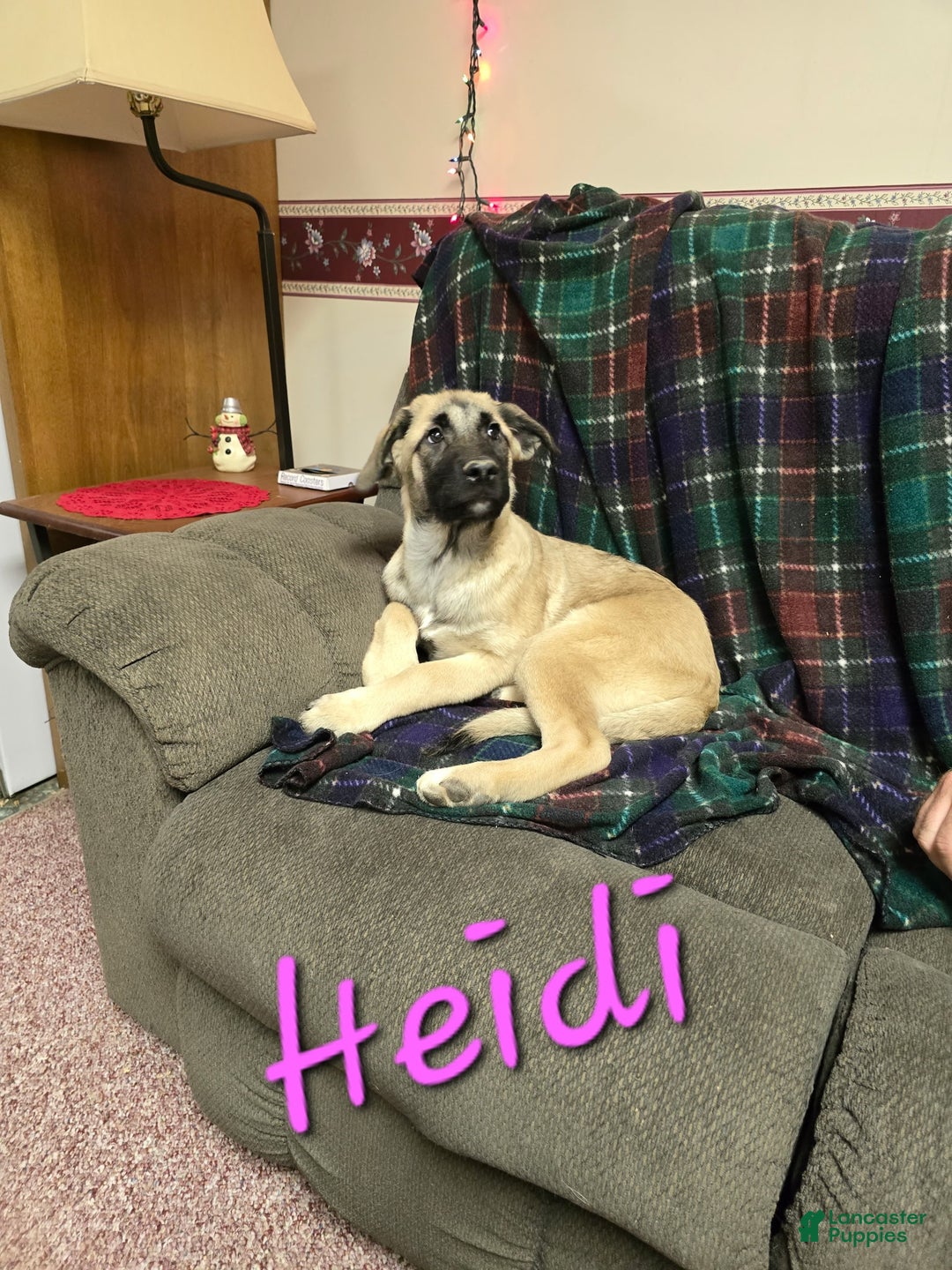 Mixed Breed dogs for sale: 🕯️ Heidi - Ad 3