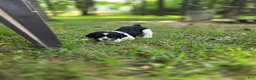 English Springer Spaniel dogs for sale: Liberty  - Ad 15