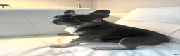 French Bulldog dogs for stud: PhillyFrenchie  - Ad 3
