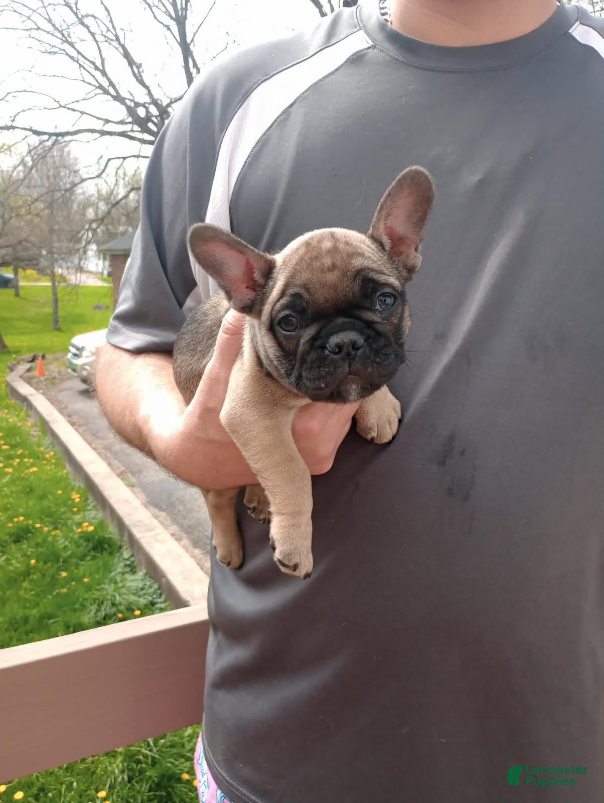 French Bulldog dogs Potato - Ad 37