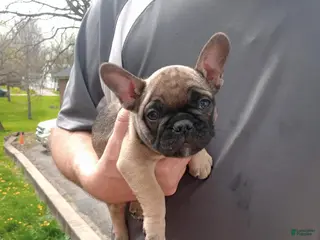 French Bulldog dogs Potato - Ad 37