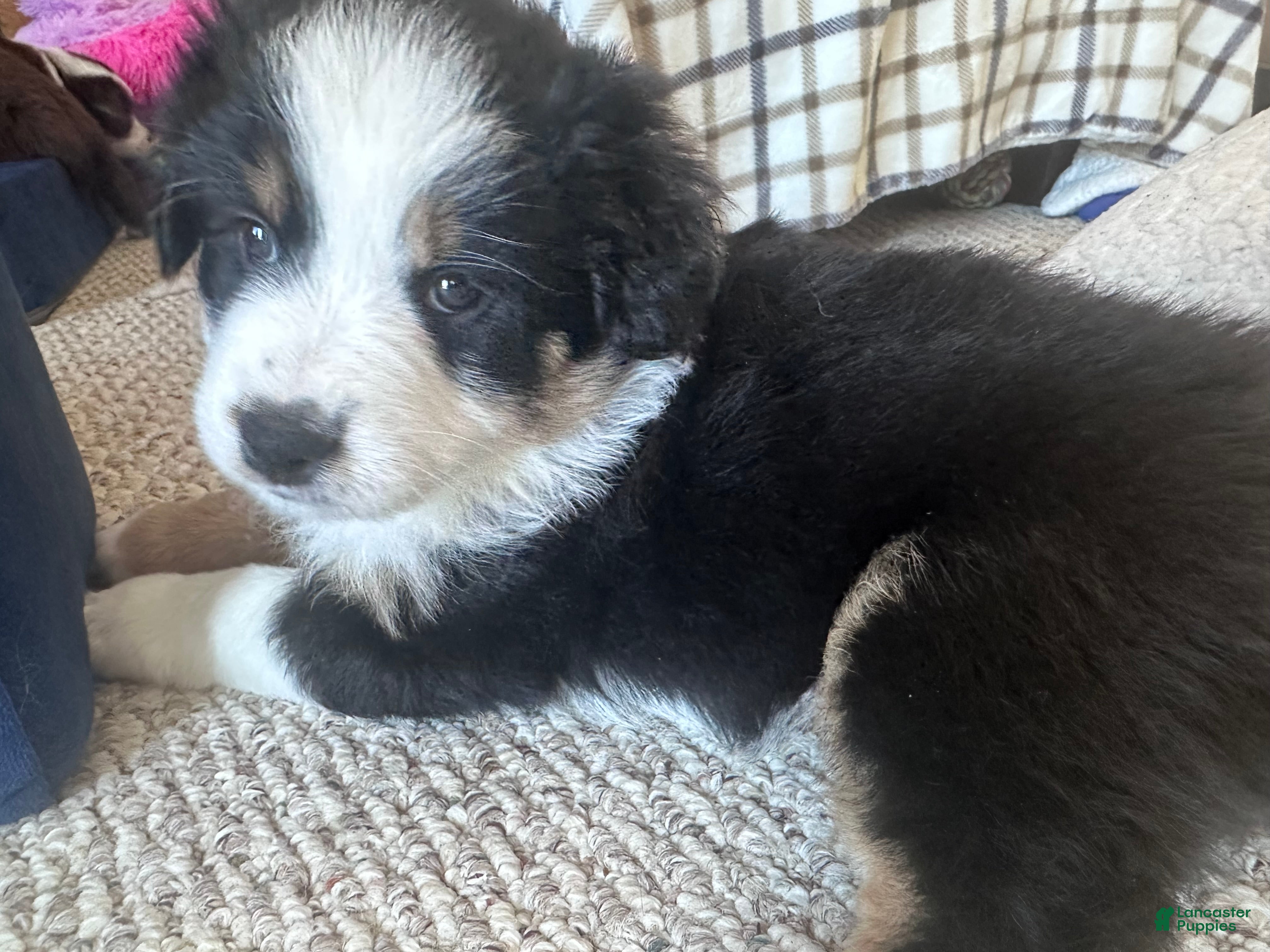 Australian Shepherd dogs Willow - Ad 8