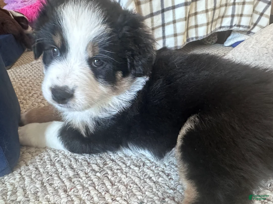 Australian Shepherd dogs for sale: Willow - Ad 1