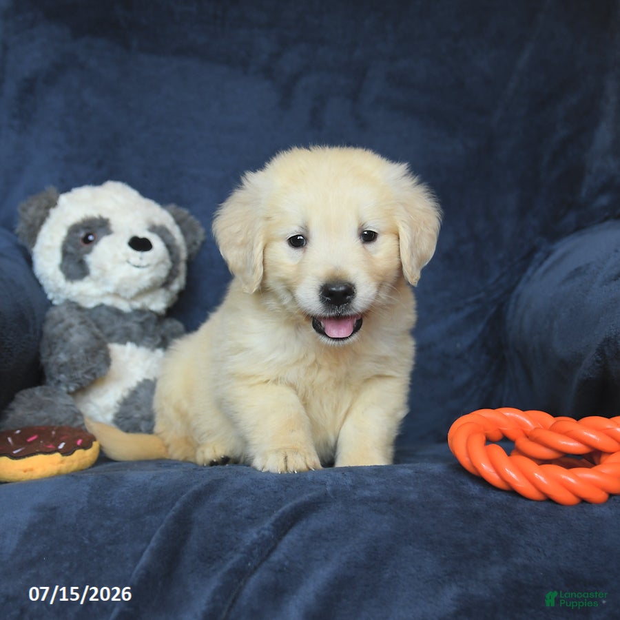 Golden Retriever dogs Tonya - Ad 2