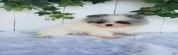 Pomeranian dogs for sale: Sophie  - Ad 6