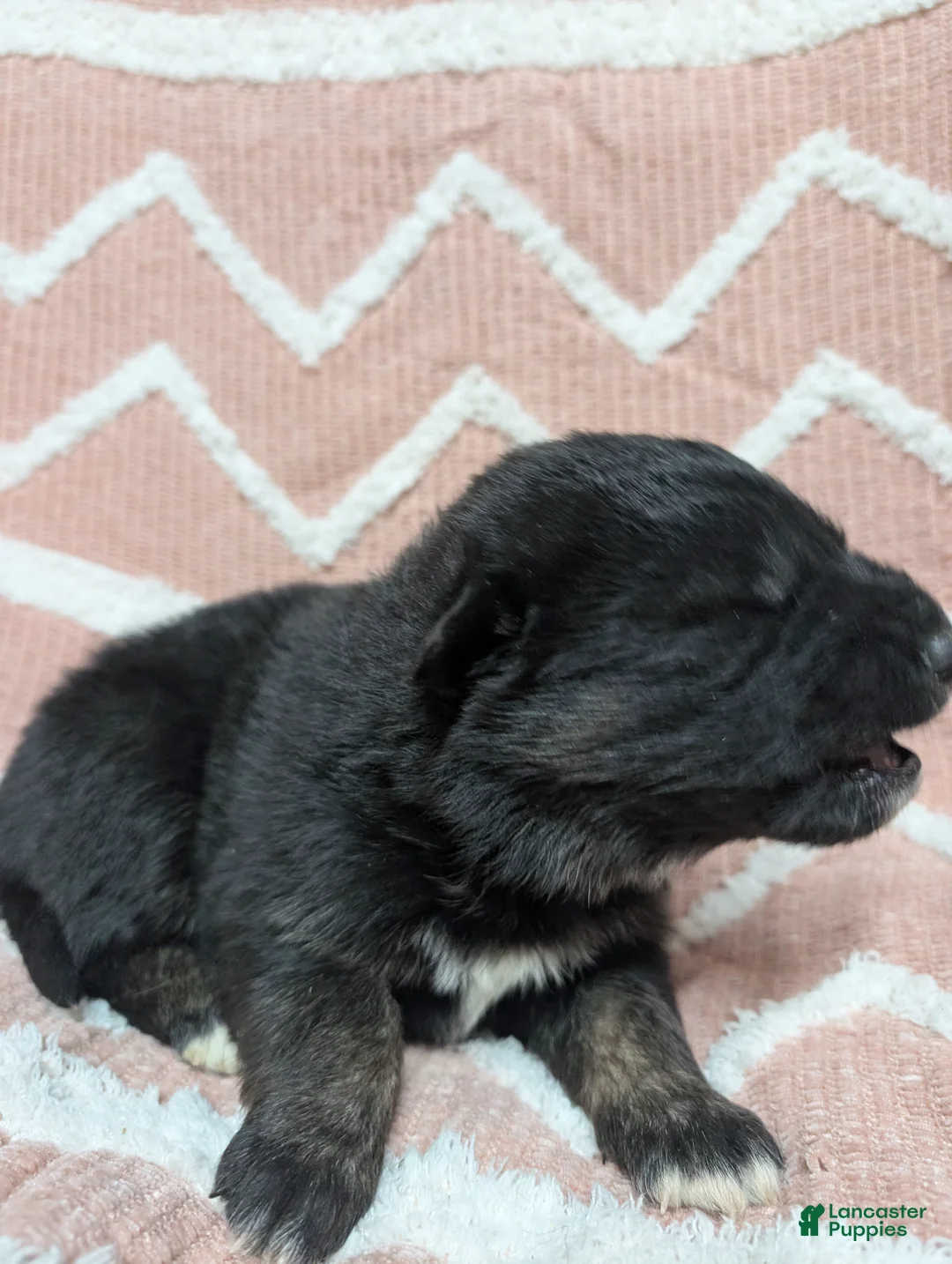 Gerberian Shepsky dogs for sale: Callie  - Ad 3